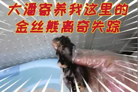 出租屋里养的金丝熊离奇失踪，找到之后这样了，我怎么跟大潘交代