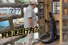 鳄鱼迷惑行为，在动物园走出了六亲不认的步伐，太魔性了