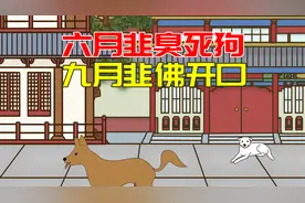 “六月韭臭死狗，九月韭佛开口”，啥意思？吃韭菜有何讲究视频封面