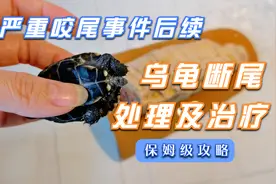 发生严重咬尾，导致乌龟断尾怎么办？两分钟教你处理及治疗方法！
