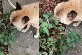 女子和狗同时感冒，她吃几百的西药还没好，狗靠自己找草药吃痊愈