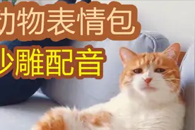 如果你的动物表情包会说话？沙雕表情包配音！
