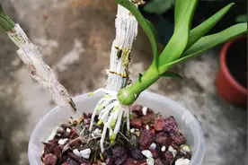 石斛兰这种芽，要尽早摘除，不然植株养不旺！视频封面