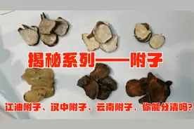 揭秘系列——附子：江油附子、汉中附子、云南附子，你能分清楚吗