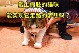 给小猫戴假肢，它能行走自如吗？猫主人希望能找回它的自信心视频封面