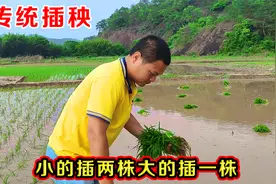 传统的插秧方法，你见过这样插秧的吗？插1亩地要最快要多久呢？视频封面