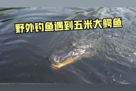 野外钓鱼遇到大鳄鱼怎么办？看高手如何应对吧视频封面