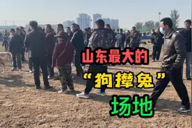 山东最大的“狗撵兔”场地，现场触目惊心，惊心动魄，黄土飞扬视频封面