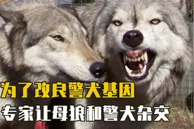 为了改良警犬基因，专家让母狼和警犬杂交，会生出想要的后代吗？视频封面