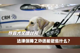 导盲犬又遭歧视，法律保障之外还能做些什么？视频封面