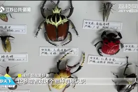 高手在民间！巧手塑造昆虫模型，呈现生物多样性之美视频封面