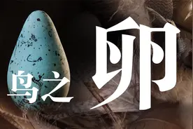 【鸟之卵】一颗鸟蛋是如何形成的?蛋壳 蛋白 卵色的真正作用视频封面