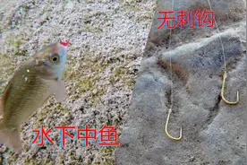无刺鱼钩，容易跑鱼？3号无刺金袖水下中鱼全过程视频封面