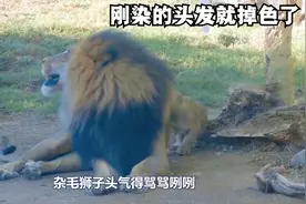 齐刘海“托尼老狮”火了，看看外国的杂毛狮王，这是染发掉色了？