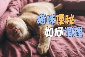 猫咪便秘如何调理视频封面