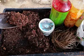 土壤碱性过大怎么处理？教你3种简单的调酸方法视频封面