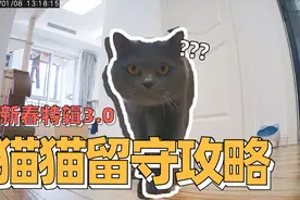 猫咪独自生活，但是铲屎官也不要忘记准备好这些东西|养猫小课堂视频封面