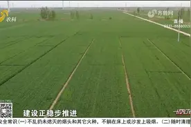 小麦管理培训班开课啦！农技专家田间支妙招，指导农户科学种植视频封面