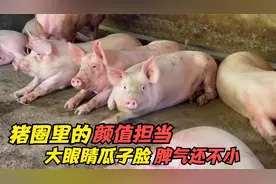 猪圈里长得最漂亮的猪，大眼睛瓜子脸，还会吐舌头，脾气还不小