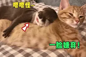 水獭爱上橘猫，天天抱着猫睡觉，真是天生嘤嘤怪啊视频封面