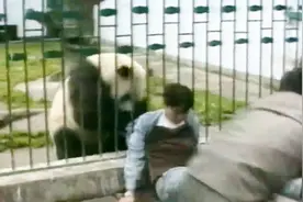 熊猫不攻击人？看看这位男子，坐在围栏外面都被大熊猫攻击视频封面