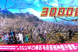 重庆巴南鱼洞.3000亩樱桃花开了视频封面