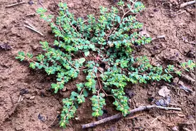 终于知道了奶浆草的用途，老人们把它当宝，不认识要吃亏了