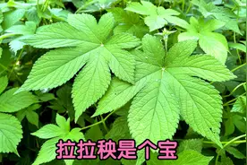 拉拉秧又叫“活血草”，2大新妙用，用过的人都说好！视频封面