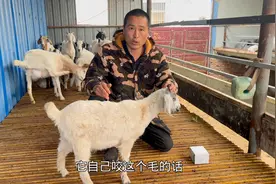 给羊驱虫最简单的方法，随便滴上几滴，效果相当不错视频封面