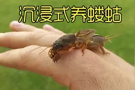 沉浸式养蝼蛄，花了一个月时间养蝼蛄的过程，结果悲剧了视频封面