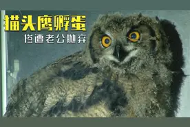 猫头鹰艰难的孵蛋过程，被监控拍破防了，当妈的真的太难了视频封面