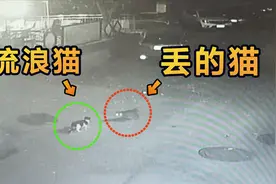 猫丢了！查监控看到另一只猫把它带回来了视频封面