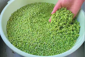 教你自制小麦青麦仁，每年都要做的美食，小麦最好吃的做法，Q弹视频封面