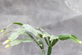 浇上这“三种水”，蟹爪兰吃了叶片如钢片，花开爆满枝视频封面