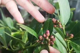 柠檬树开花了，谨记做好4件事，花多果也多！视频封面