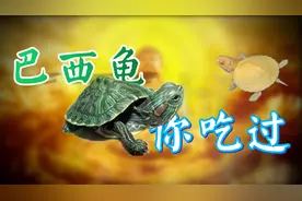 入侵物种巴西龟，你居然很可能吃过？是的。一起来认识一下巴西龟视频封面