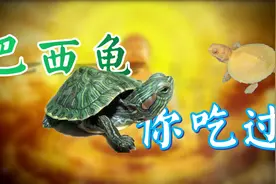 入侵物种巴西龟，你居然很可能吃过？是的。一起来认识一下巴西龟视频封面