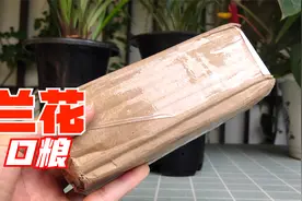 给兰花入了一份“口粮”，赶紧用起来，多长花苞视频封面