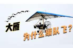 大雁为什么能够跟着船编队飞行？什么是翼尖涡？视频封面