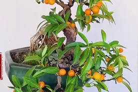 四季常青的金豆盆景欣赏， 造型丰富多变，果实挂满枝头优雅大方视频封面