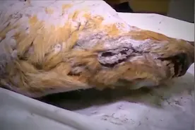 上古巨狼？西伯利亚地区发现4万年前狼头，狼头长达40cm！视频封面