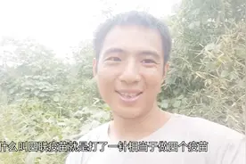 小魏养殖，原来有种疫苗打一针相当于给小鸡做四种疫苗，太神奇了视频封面