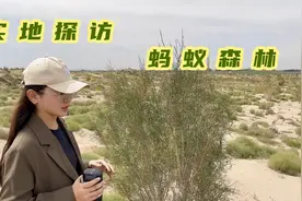 蚂蚁森林在现实中是啥样？实地走访62号梭梭林，这里有你种的树吗视频封面