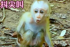出生两个月的小猴子被妈妈抛弃，吓得颤抖尖叫，露西这次很害怕视频封面