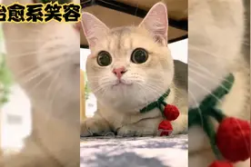 会笑的猫咪能有多治愈，你见过会笑的猫咪吗？视频封面