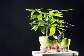 发财树和幸福树换盆后反而“枯萎”？明白原因后就不觉得奇怪了视频封面