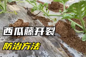 种植的西瓜偶然发现，西瓜藤开裂，是什么原因导致的，该如何防治视频封面