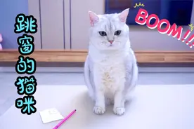 小猫咪压力太大，竟然从窗户跳了出去视频封面