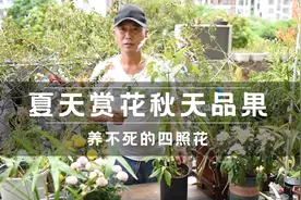 夏天看花秋天品果，不怕冷也不怕热，南北方都养不死的四照花视频封面