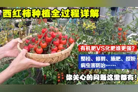 阳台种西红柿，牢记5个简单的小技巧，西红柿轻松高产！视频封面